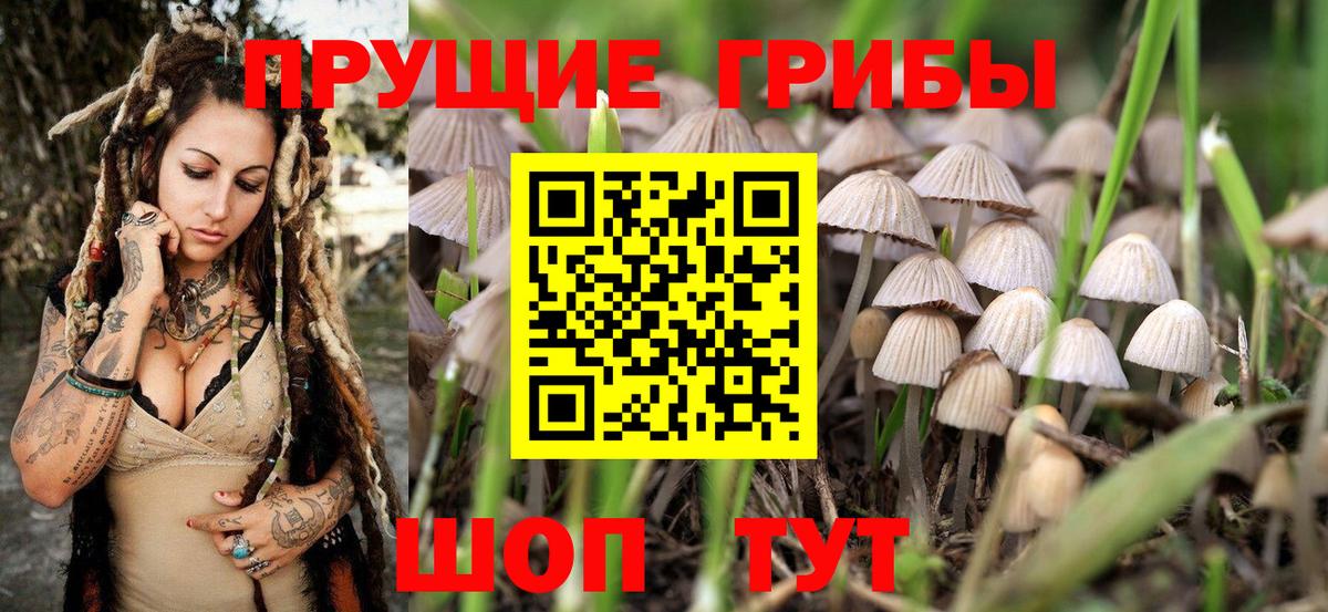 Псилоцибиновые грибы Psilocybine cubensis Краснотурьинск